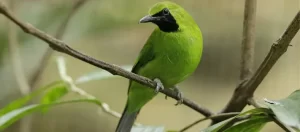 Burung Cucak Ijo