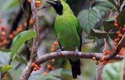 Burung Cucak Ijo, Ciri-Ciri, Habitat dan Cara Merawatnya.