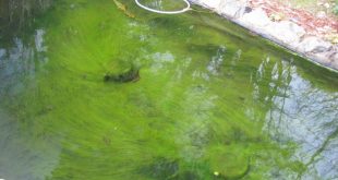 Inilah Penyebab Kolam Koi Menjadi Keruh dan Cara Mengatasinya
