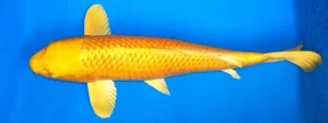 Ogon