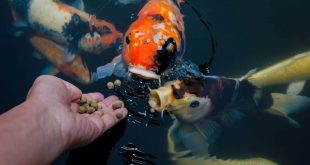 Jenis Pakan Ikan Koi dan Cara Memberi Makan Ikan Koi