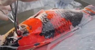 Daftar Penyakit Yang Menyerang Ikan Koi dan Cara Mengobatinya