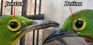 Perbedaan Cucak Ijo Jantan dan Betina