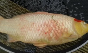 aeromonas penyakit koi