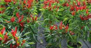 Panduan dan Cara Menanam Cabe Dirumah