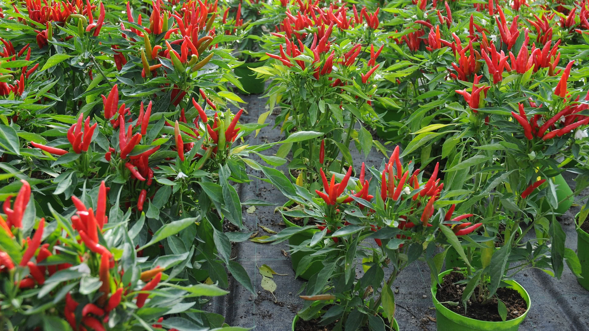Panduan dan Cara Menanam Cabe Dirumah Panduan dan Cara Menanam Cabe Dirumah