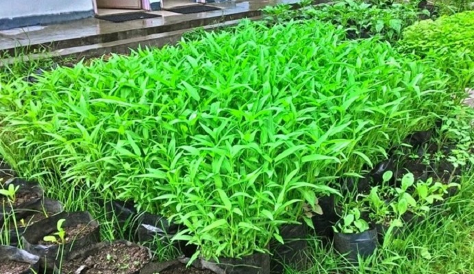 Cara Menanam Kangkung di Dalam Pot Cara Menanam Kangkung di Dalam Pot