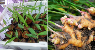 Cara Menanam Jahe dalam Pot