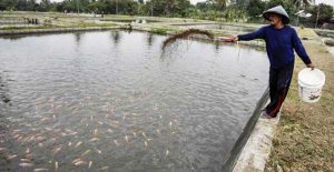 Budidaya Ikan Air Tawar