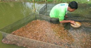 Budidaya Ikan Air Tawar terbaru