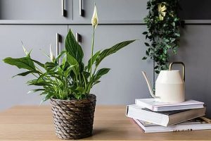 Tanaman Hias Indoor Peace Lily