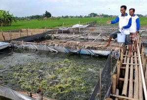 Tips Budidaya Ikan Lele terbaru