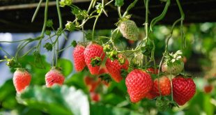 Cara Terbaik Berkebun Strawberry di Rumah