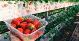 Cara Terbaik Berkebun Strawberry di Rumah baru