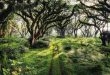 De Djawatan Forest : Wisata Alam Ajaib di Banyuwangi yang Wajib Dikunjungi