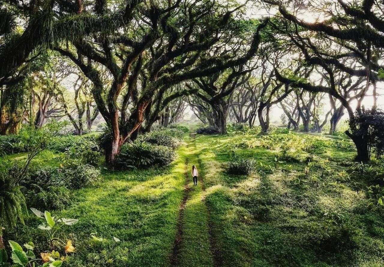 De Djawatan Forest : Wisata Alam Ajaib di Banyuwangi yang Wajib Dikunjungi De Djawatan Forest : Wisata Alam Ajaib di Banyuwangi yang Wajib Dikunjungi