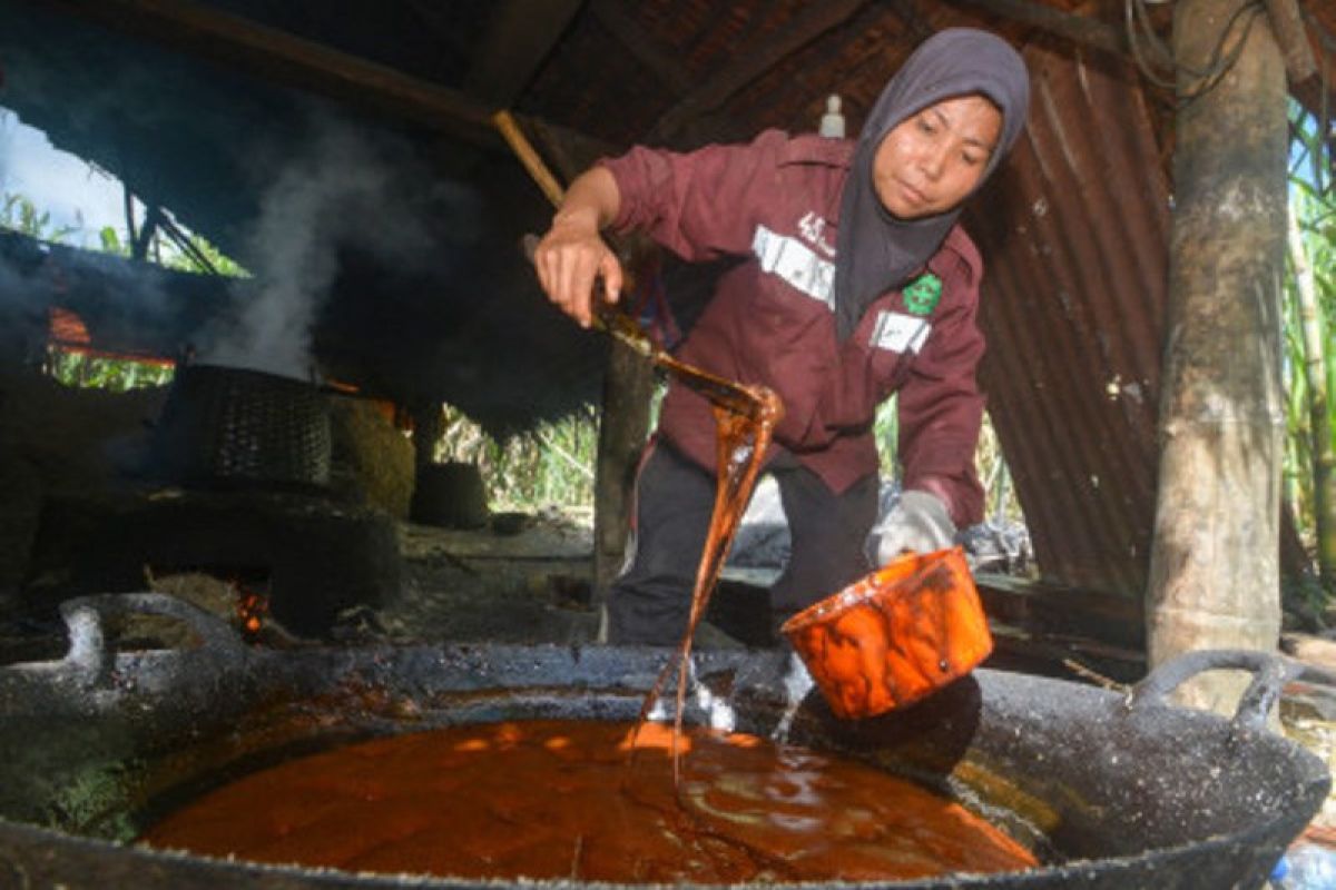 Gula Aren Pasaman Barat : Mencicipi Kelezatan Warisan Budaya yang Manis Gula Aren Pasaman Barat : Mencicipi Kelezatan Warisan Budaya yang Manis