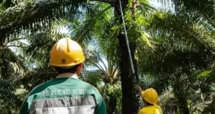 PT Pulau Subur Tbk (PTPS) Sukses Melantai di BEI dengan Kenaikan Saham yang Mengesankan