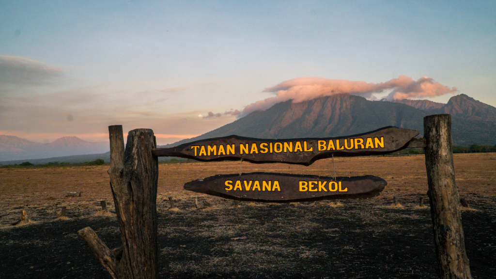 Taman Nasional Baluran: Eksotisme Afrika di Timur Jawa Taman Nasional Baluran: Eksotisme Afrika di Timur Jawa
