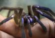 Tarantula Biru Elektrik : Spesies Baru dari Thailand