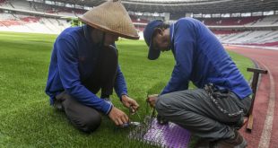 Strategi Mendahulukan Kualitas: Memastikan Kondisi Optimal Rumput GBK untuk Kegiatan Olahraga dan Kebudayaan